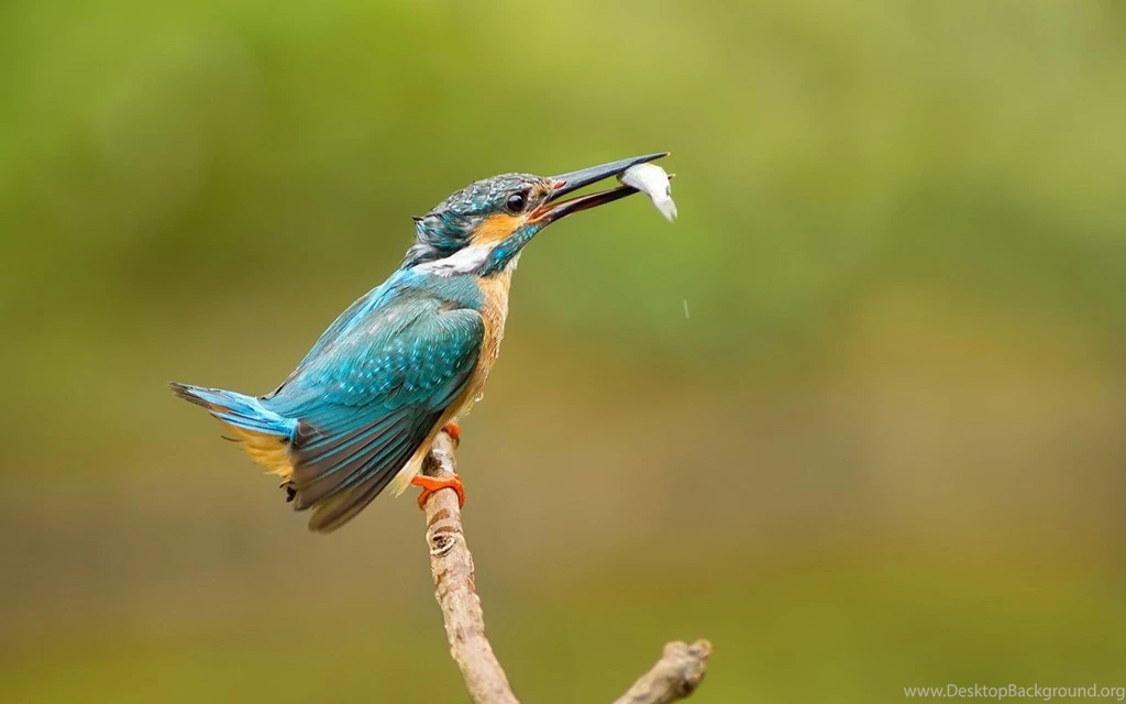 Gallery For Live Wallpapers For Android Tablet