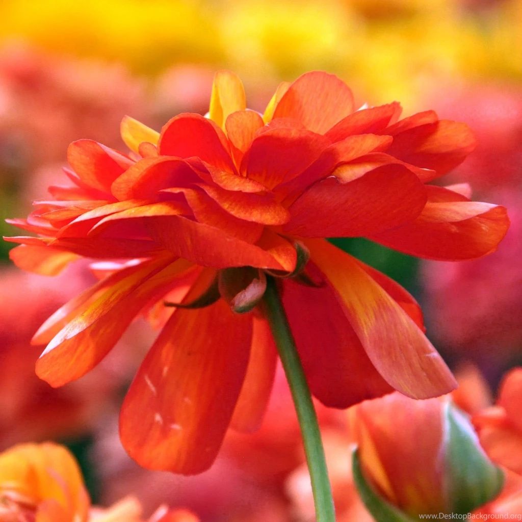 iPhone Tablet Wallpapers