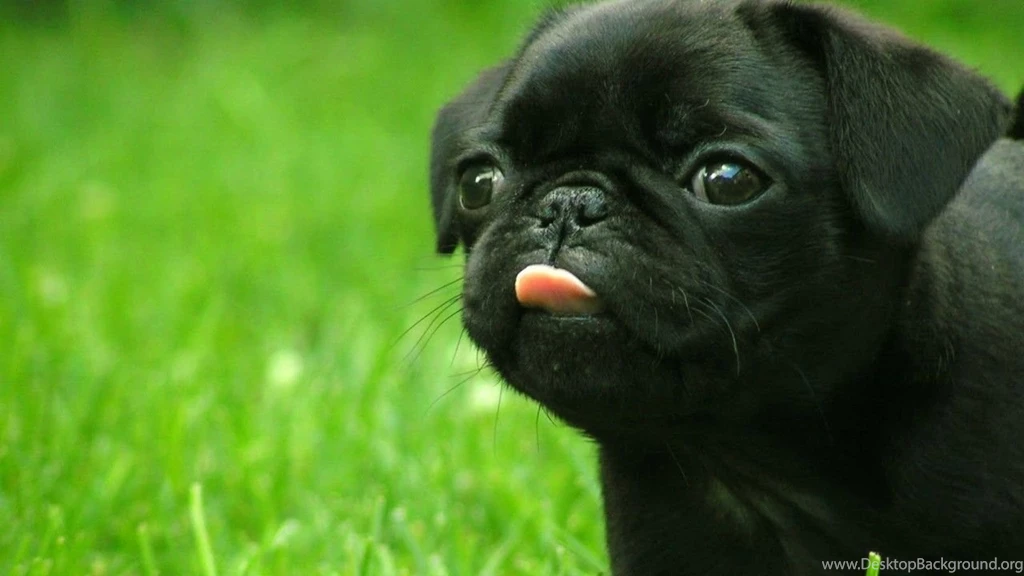 HD Dog Wallpapers