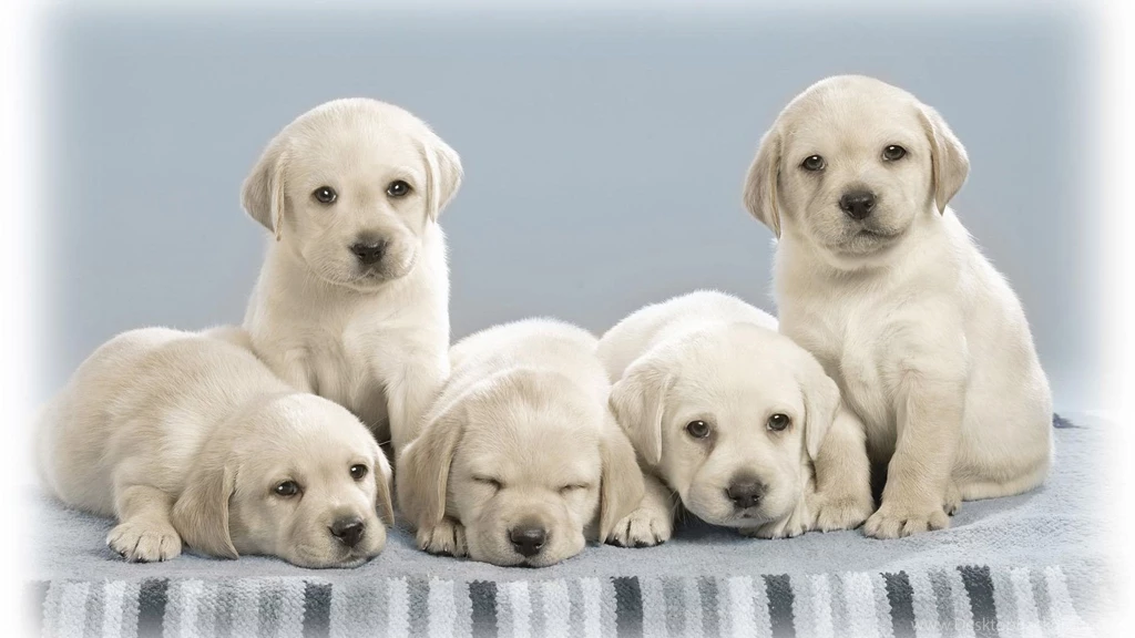 Gallery For Widescreen Wallpapers Dog