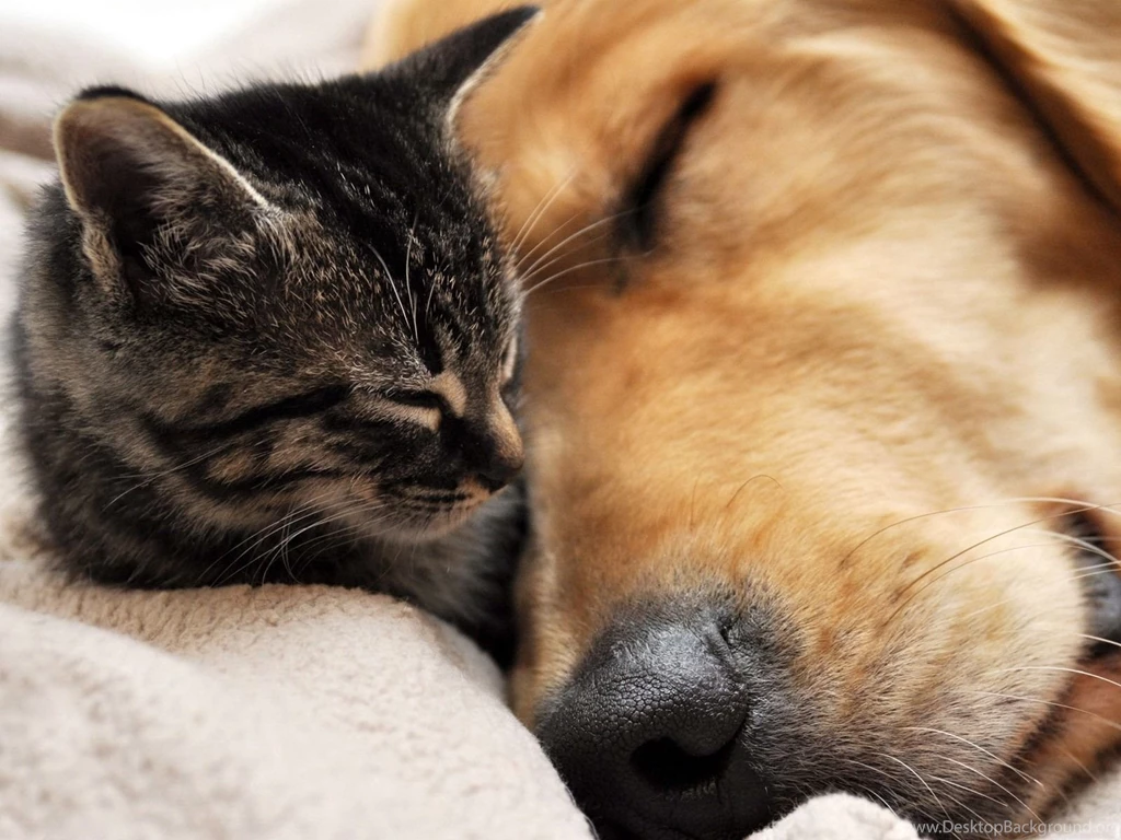 Gallery For Hd Cats And Dogs Wallpapers