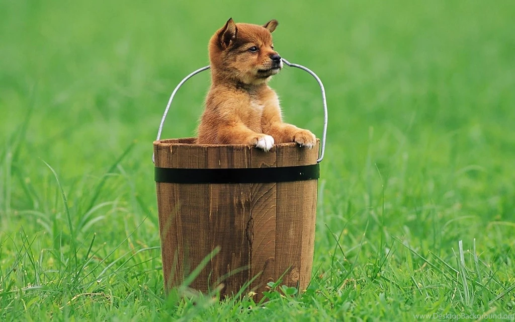 HD Dogs Wallpapers And Photos