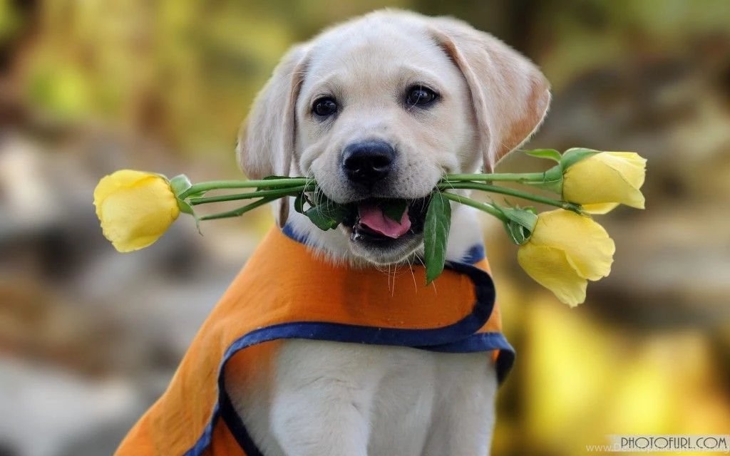 HD Dog Wallpapers