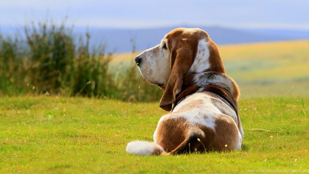 Basset Hound Dog Wallpapers HD Download For Desktop