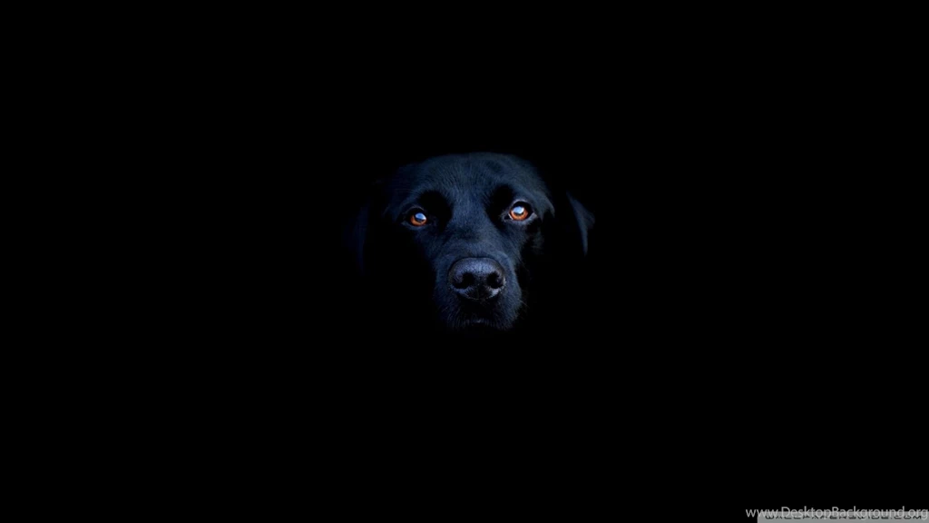 Dog Wallpapers Hd 1931335