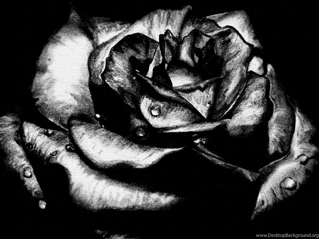 Black Rose HD Wallpapers