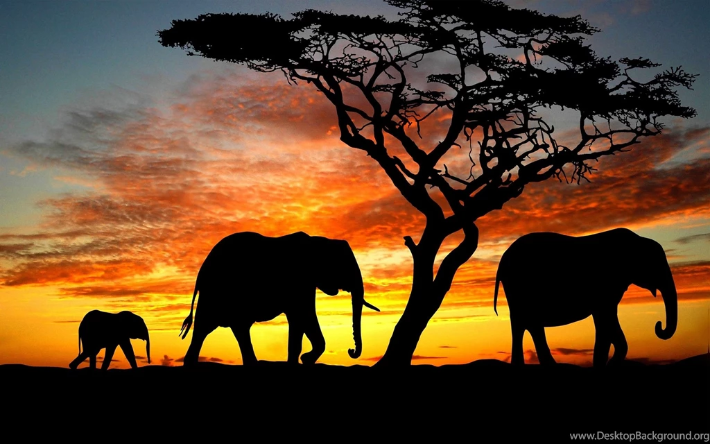 Elephant Family During Sunset HD Desktop Backgrounds Wallpapers ...