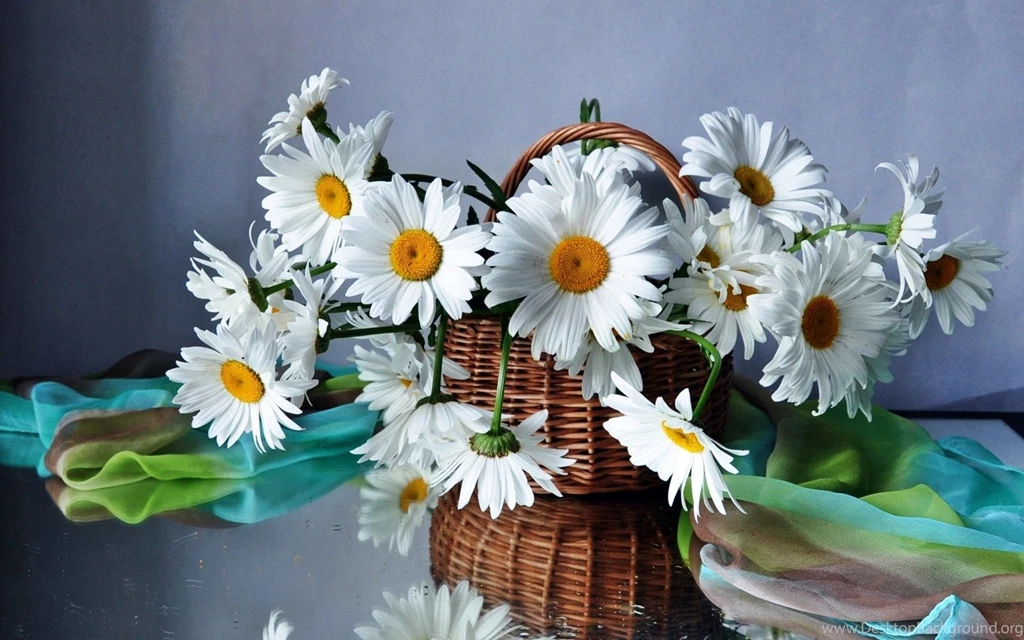 Daisies Flowers Flower Bouquet Beautiful Field Basket Still Life ...