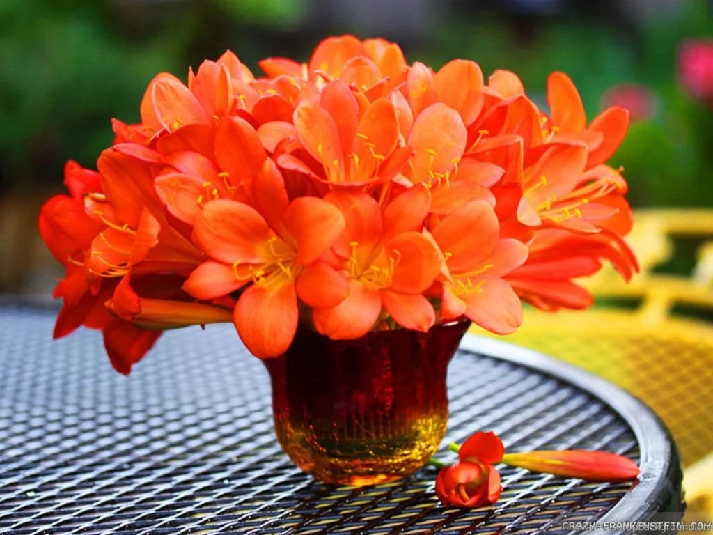 Flower Bouquet Wallpapers 2 Crazy Frankenstein