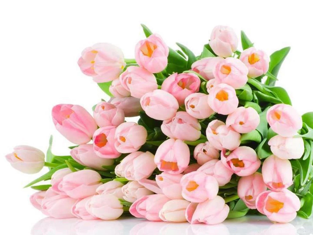 1920x1200px Tulips Flowers Bouquet