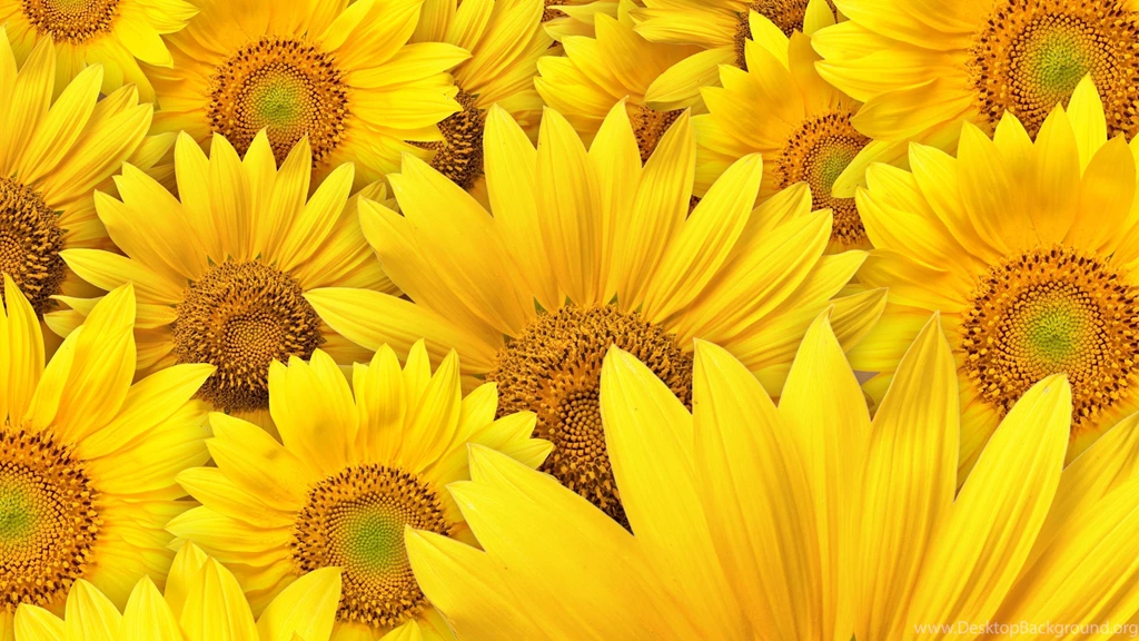 Yellow HQ Wallpapers E233A Wallniku   HD Wallpapers