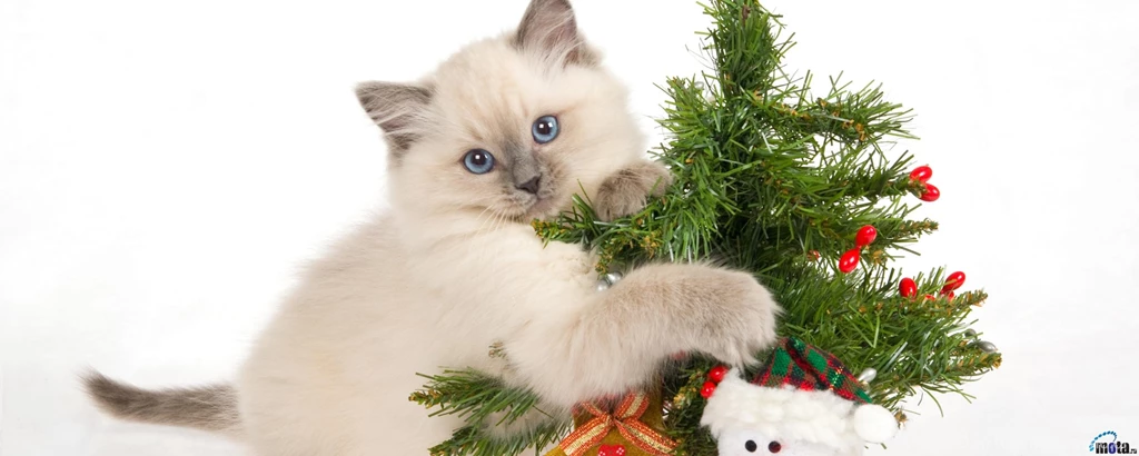 Download Wallpapers Kitty And Christmas Tree (2560 X 1024 Dual ...