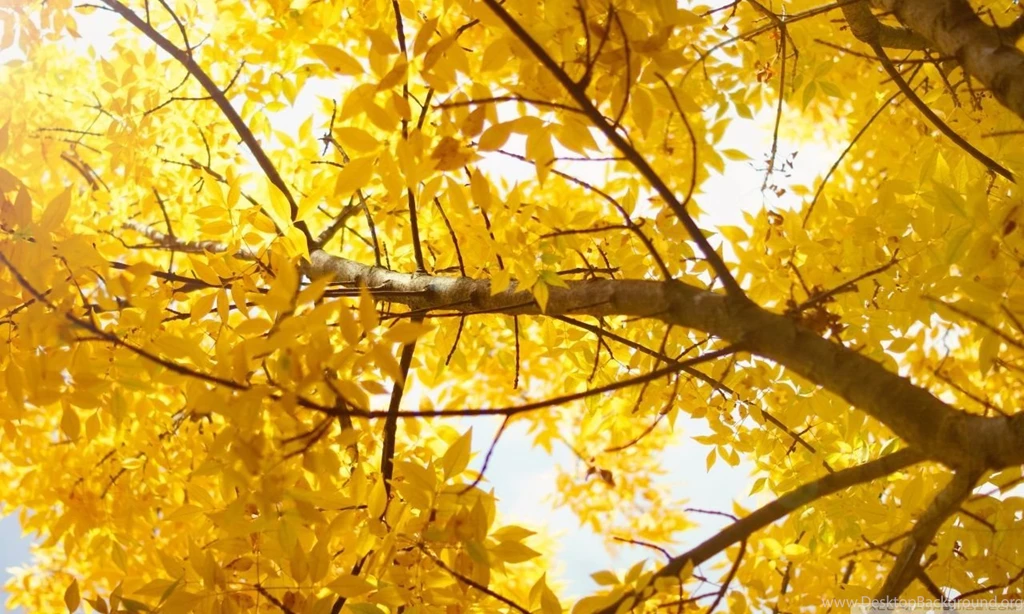 Yellow HD Desktop Wallpapers : Widescreen : Dual Monitor