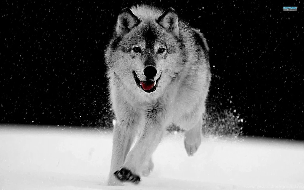 Gray Wolf Wallpapers Animal Wallpapers