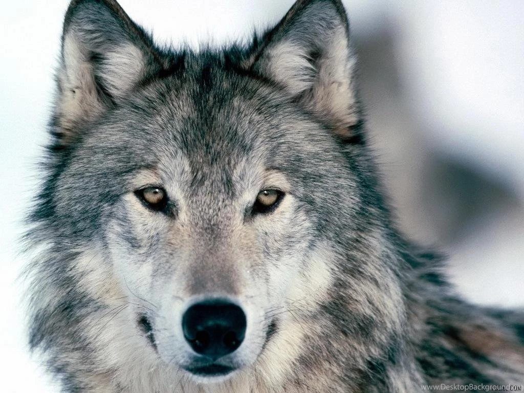 Wolf Hd Wallpapers