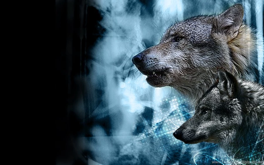DeviantArt: More Like Wolf Wallpapers By Wolf Lovers