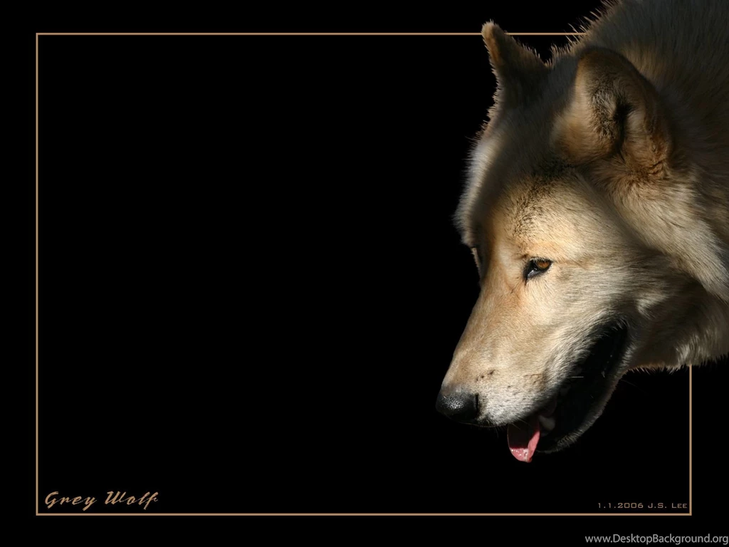 Grey Wolf Wallpapers By SteelJaw On DeviantArt