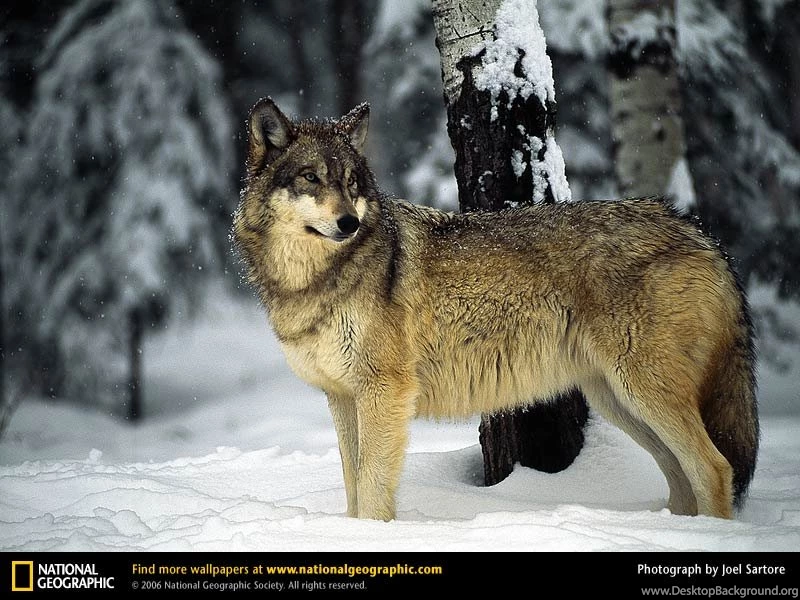 Wolf Picture, Wolf Desktop Wallpaper, Free Wallpapers, Download ...
