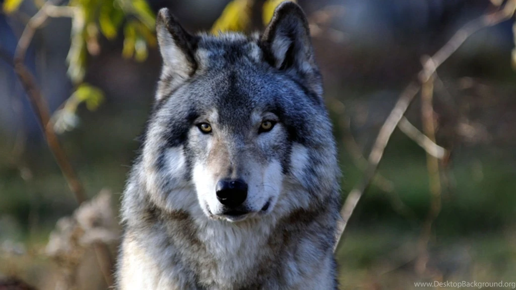 Gray Wolf Wallpapers
