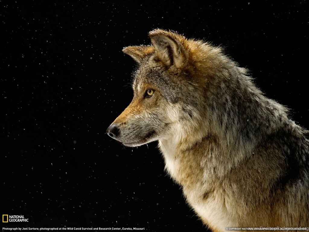 Mexican Gray Wolf Picture, Wallpapers National Geographic Photo ...