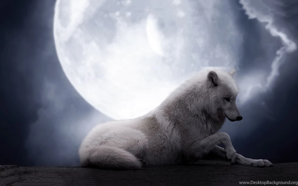 Gallery For Full Screen Wolf Wallpapers