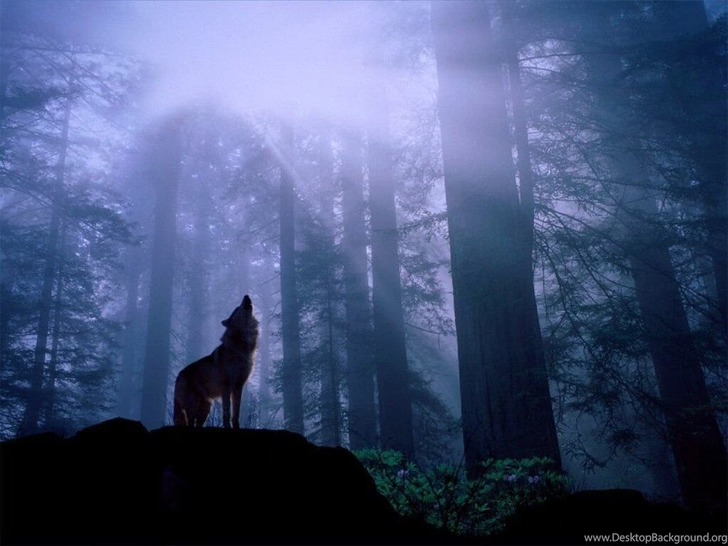 Warming Up For The Night's Howl, Gray Wolf, Wallpapers Metal ...