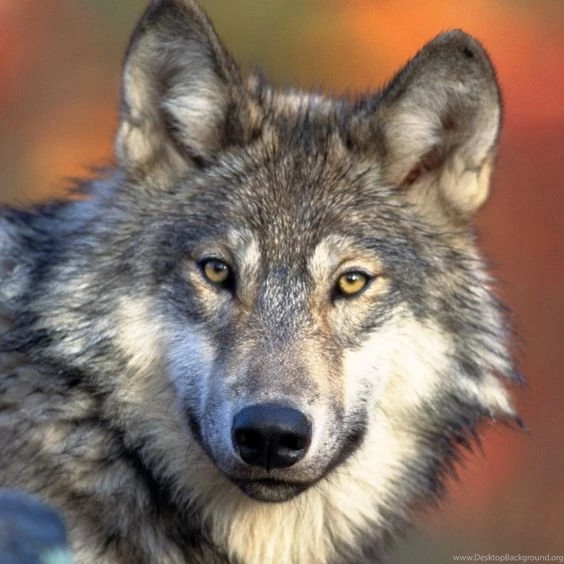 Gray Wolves