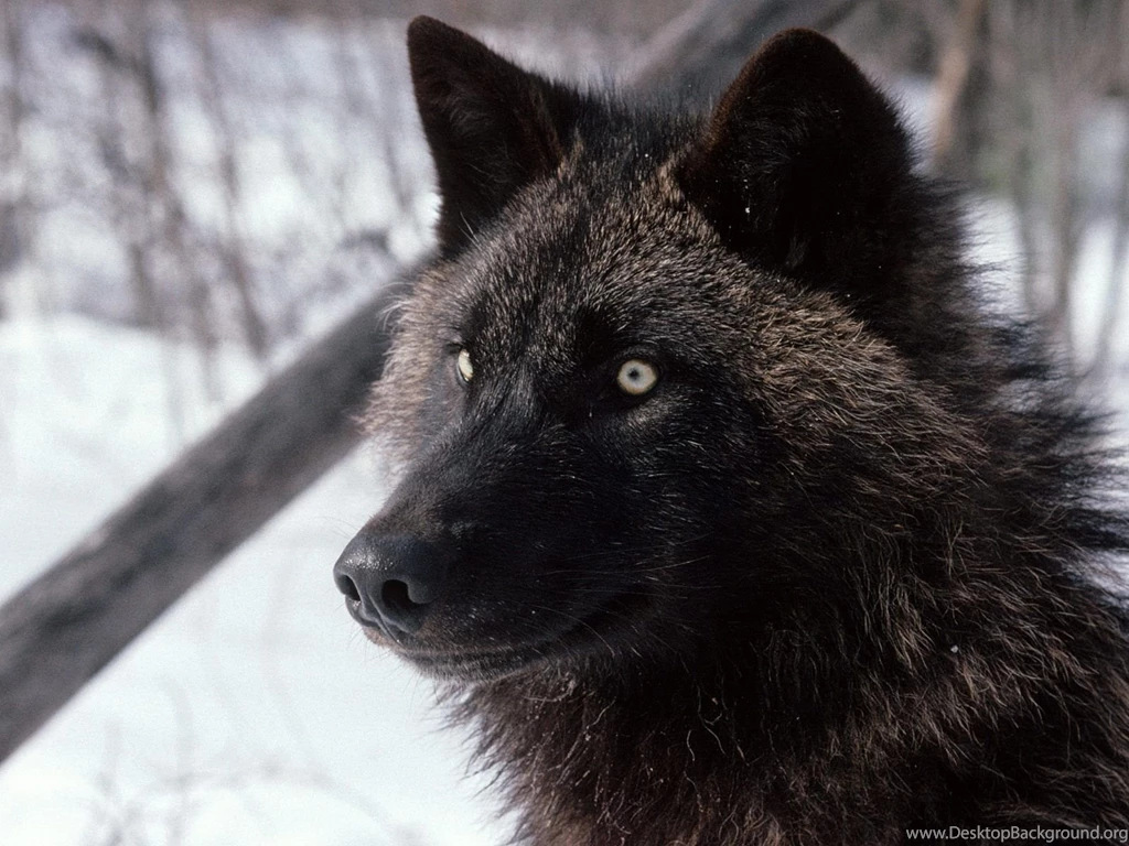 Gray Wolf Wallpapers 22 Photos Of Download Gray Wolf Wallpapers: By ...