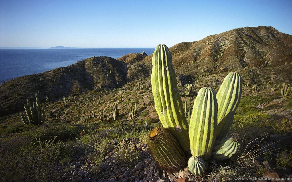 Mexico Cactus Tequila Wallpapers And Images Wallpapers, Pictures ...