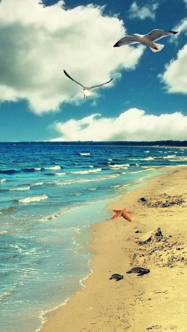 Sea, Clouds, Beach, Birds, Natural