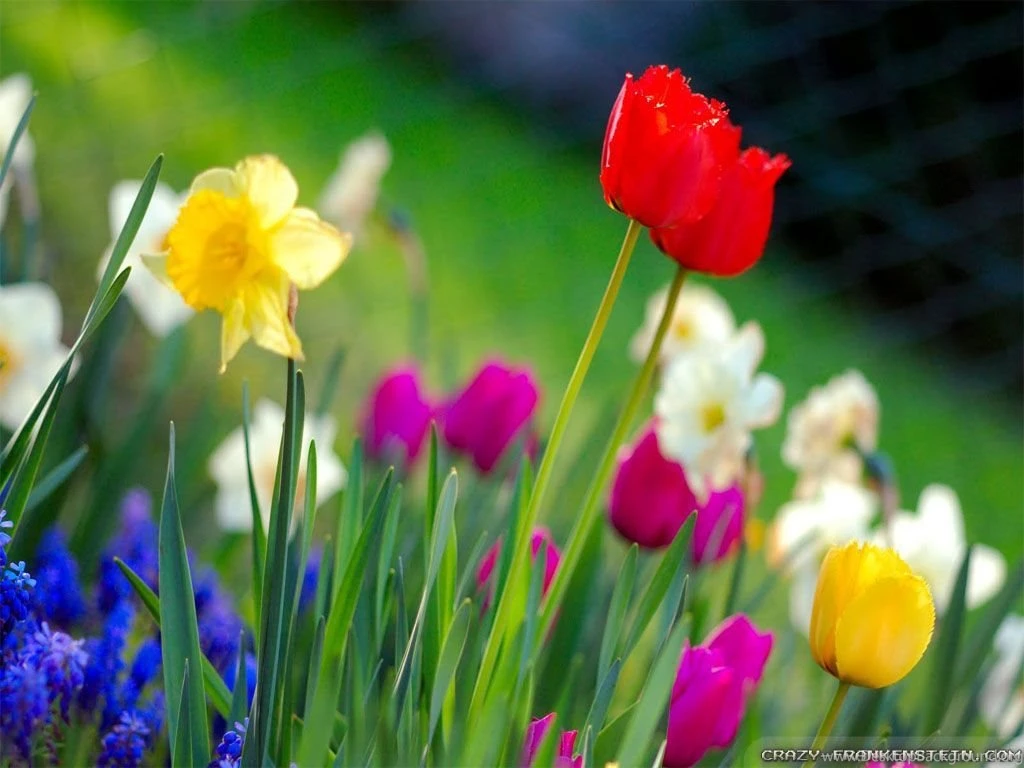 Spring Time Wallpapers Crazy Frankenstein