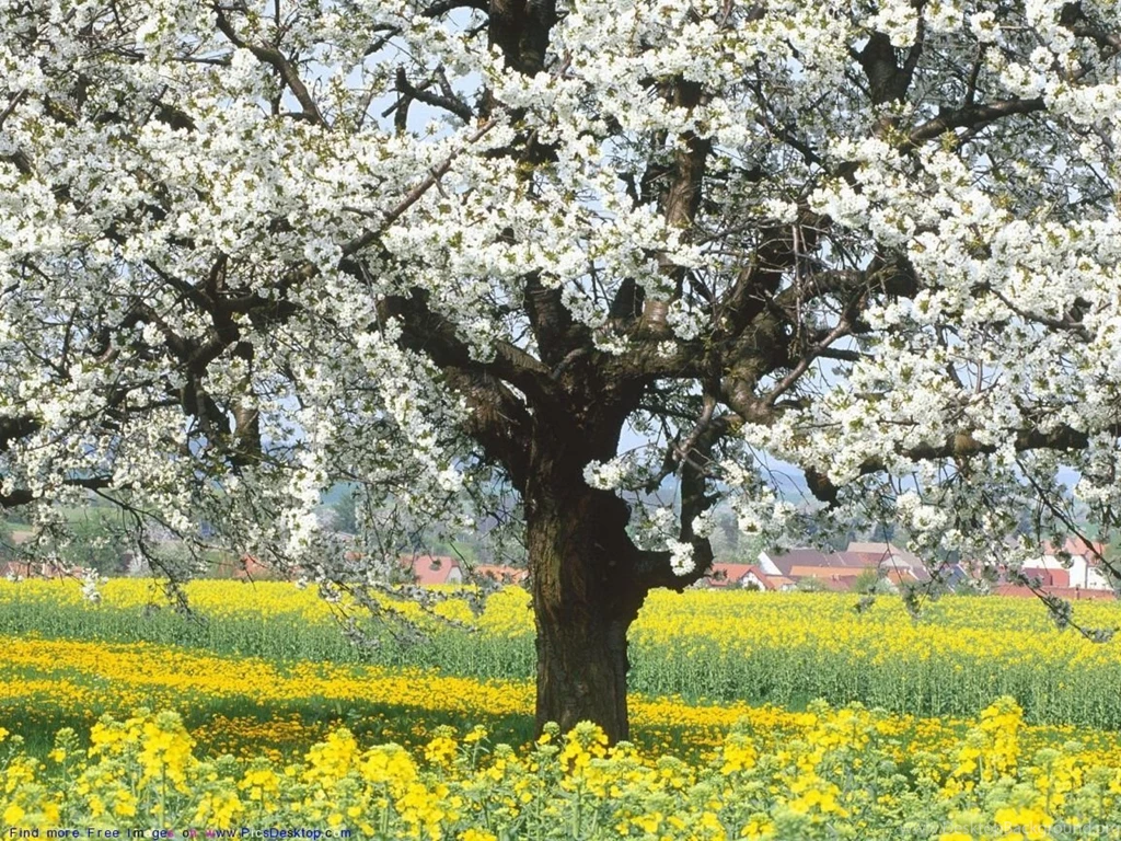 Nature Springtime Free Desktop Wallpapers For PC & Mac