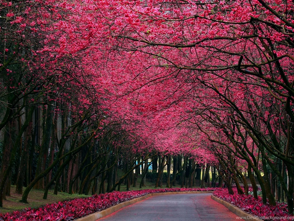 2560x1920 Pink Trees & Road Spring Time Desktop PC And Mac Wallpapers