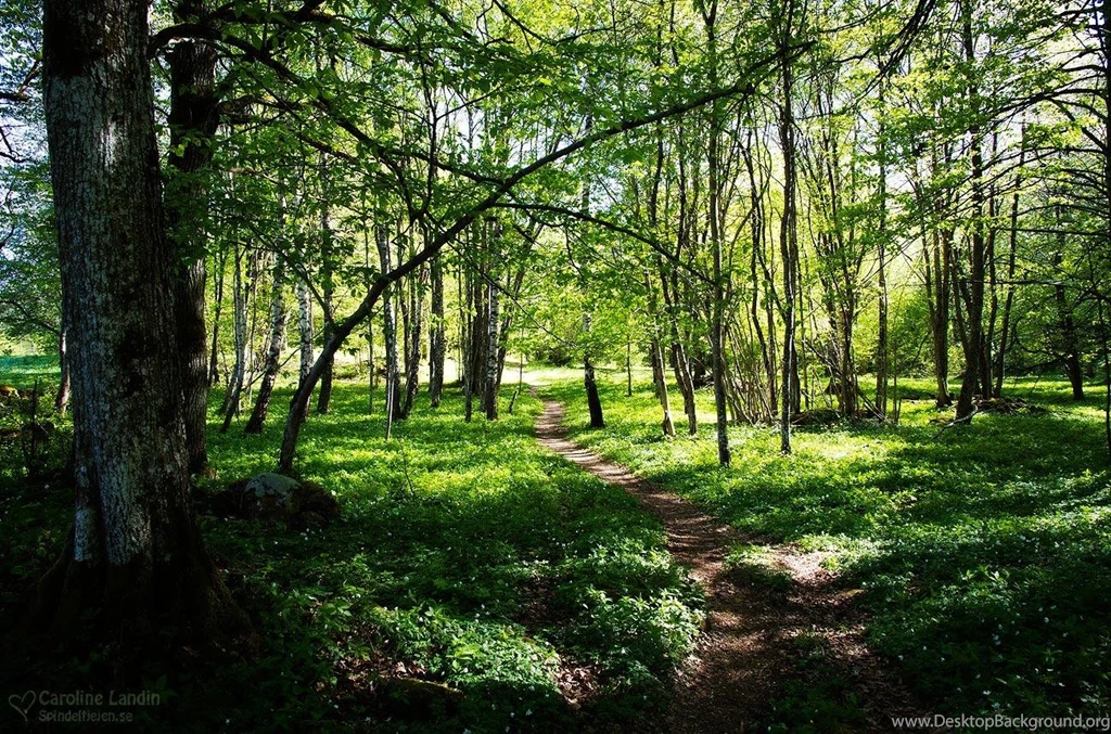 SPRINGTIME WALLPAPER   (