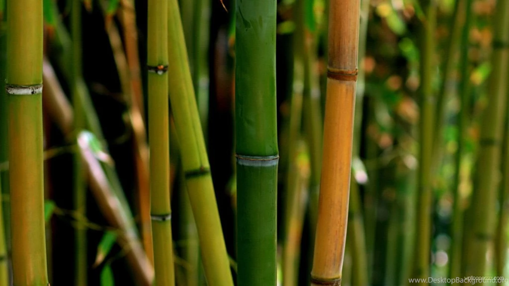 Gallery For Bamboo Wallpapers Free Download