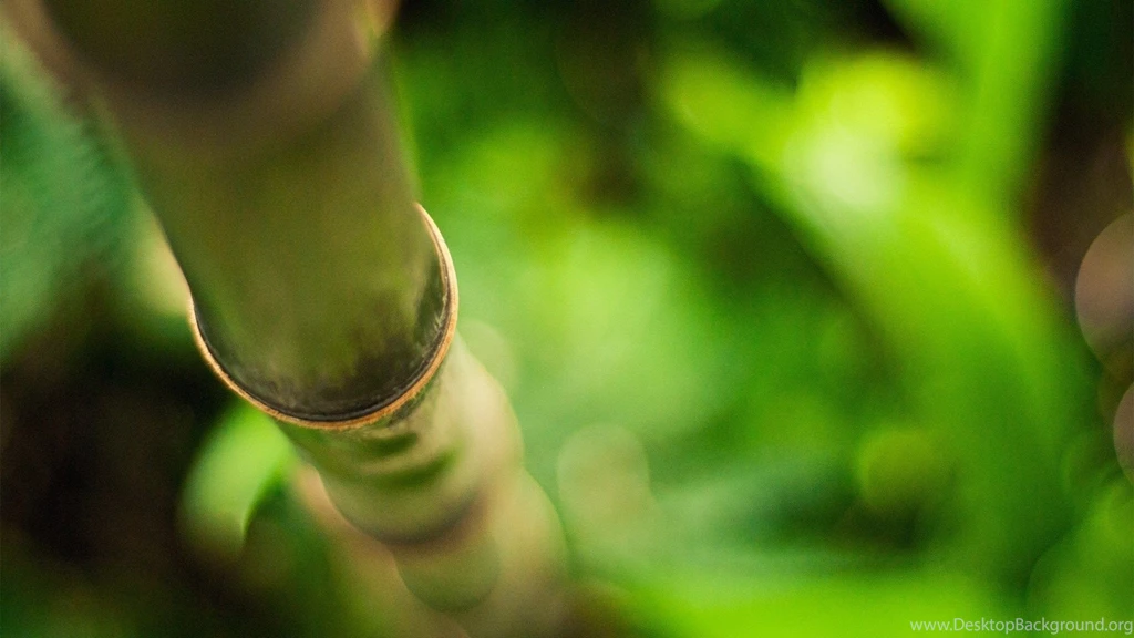 Bamboo Wallpapers Wallpapers