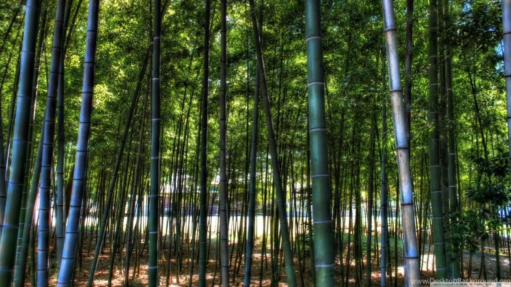 Inside The Bamboo Forest HD Desktop Wallpapers : High Definition ...