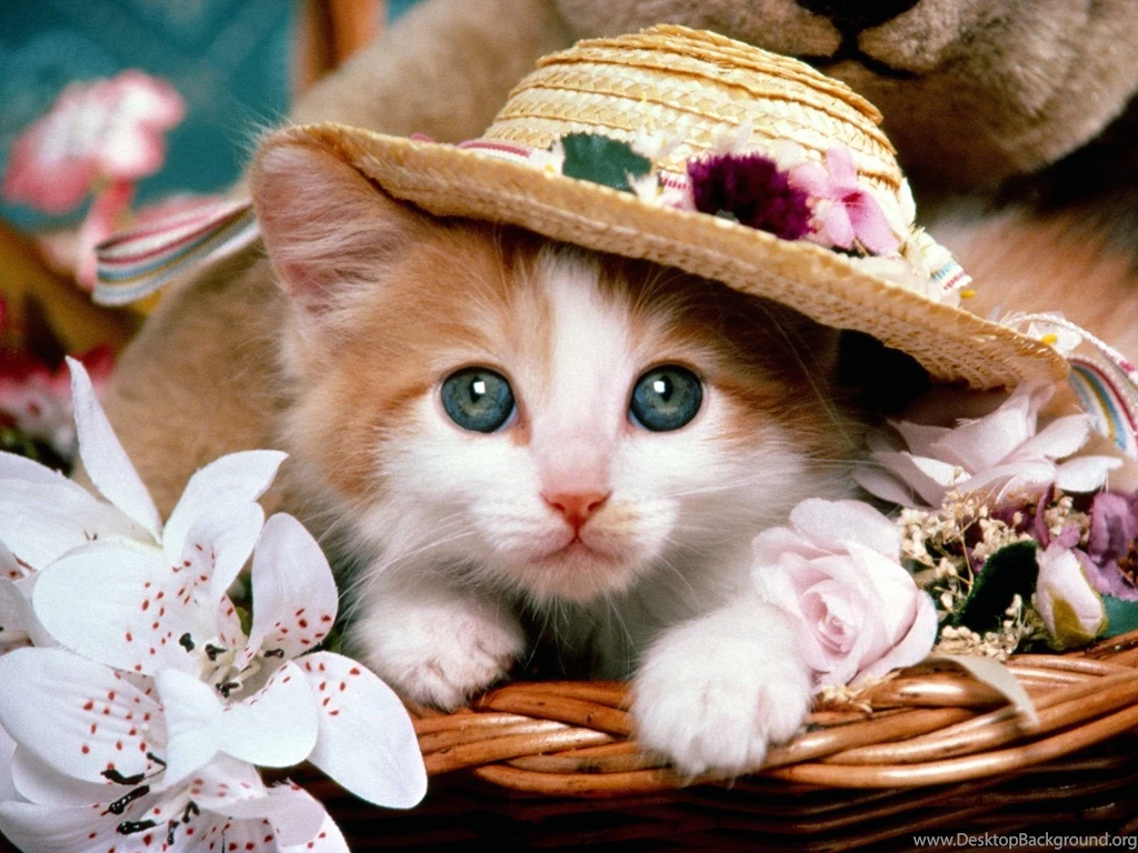 Top 10 Beautiful Cat Wallpapers