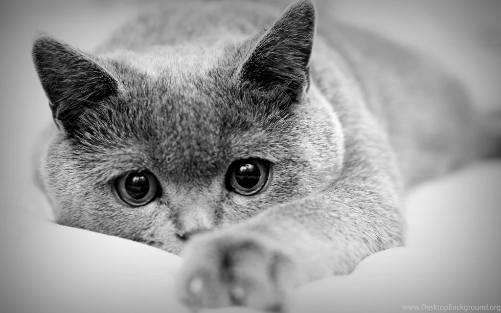 Black And White Cat Images   Widescreen HD Wallpapers