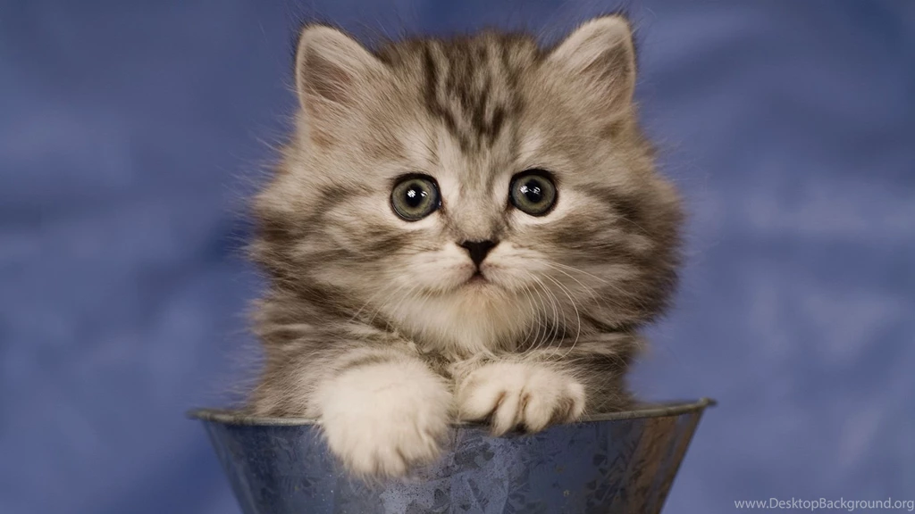 Images about cats wallpaper.jpg