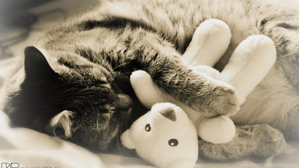 Animated Pictures Of Cats HD Wallpapers And Pictures