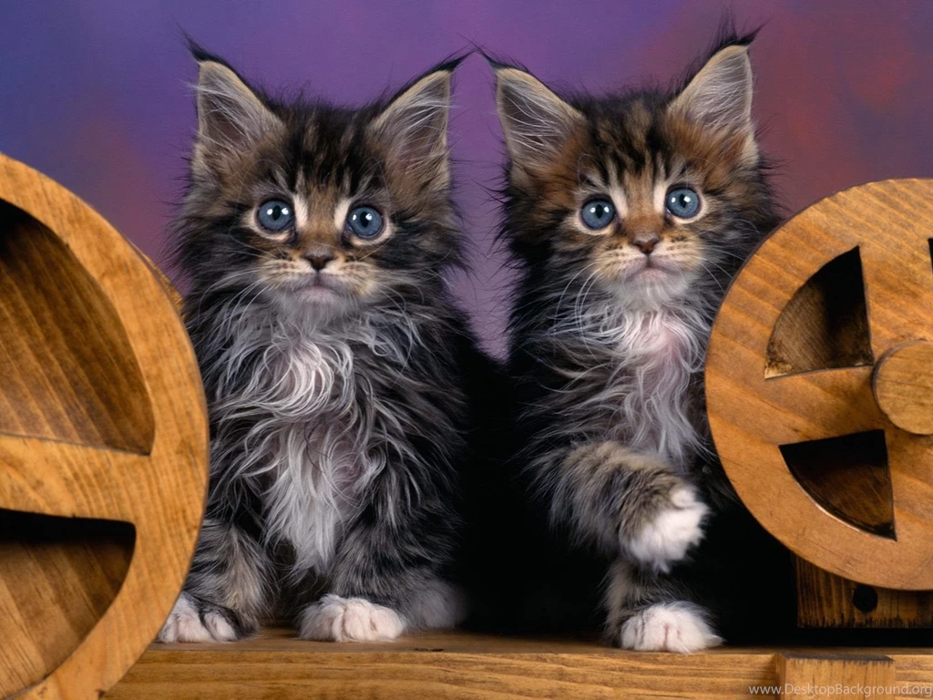 Maine Coon Cats Wallpapers