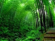 4 Bamboo House Design Wallpapers