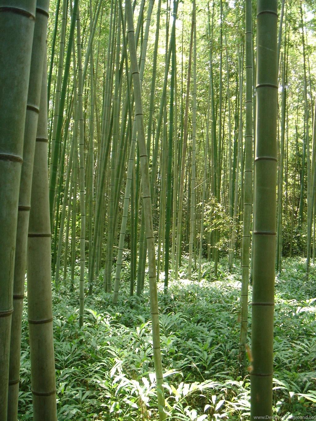 Bamboo Wallpapers HD