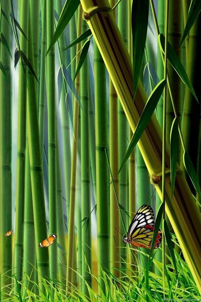 Nature Cell Phone Wallpapers Hd Mobile Wallpapers Img 3