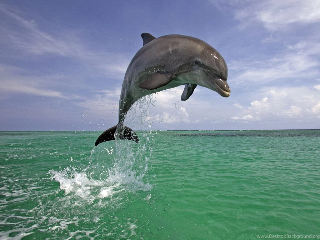 Dolphin Desktop Wallpapers