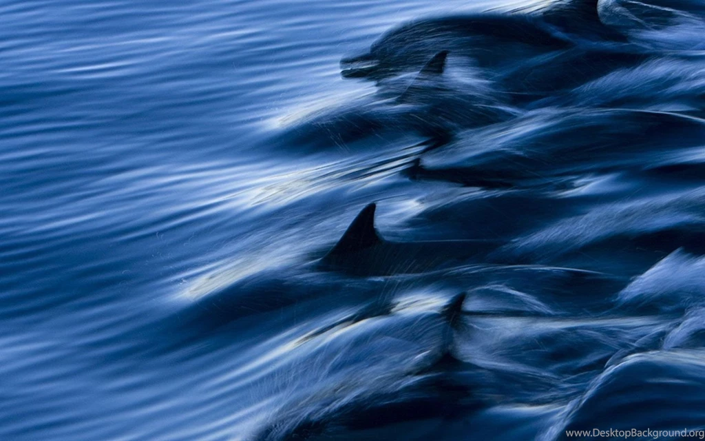 Dolphin Hd picture.jpg