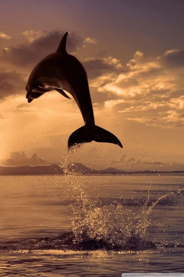 Jumping Dolphin HD Desktop Wallpapers : High Definition ...