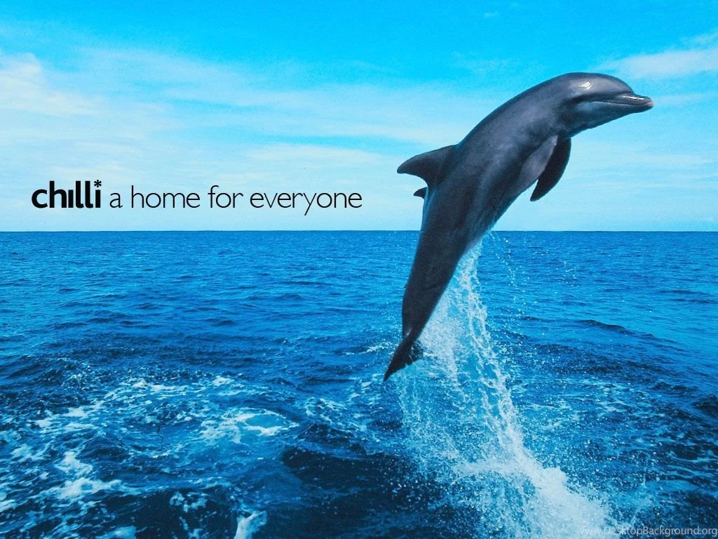 Dolphin Wallpapers HD Wallpapers Pretty