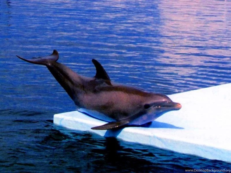 Gallery For Dolphin High Resolution Wallpapers